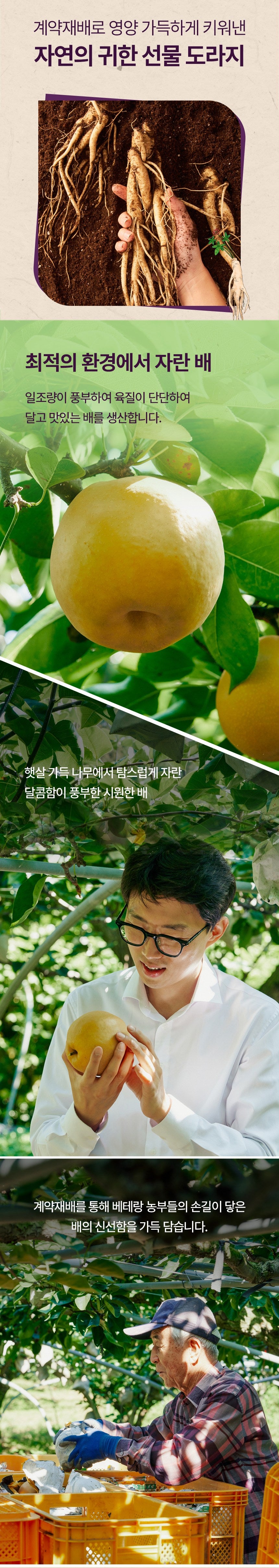 OrganicMaru Pure Korean Pear Bellflower Root Syrup - 30 Sticks